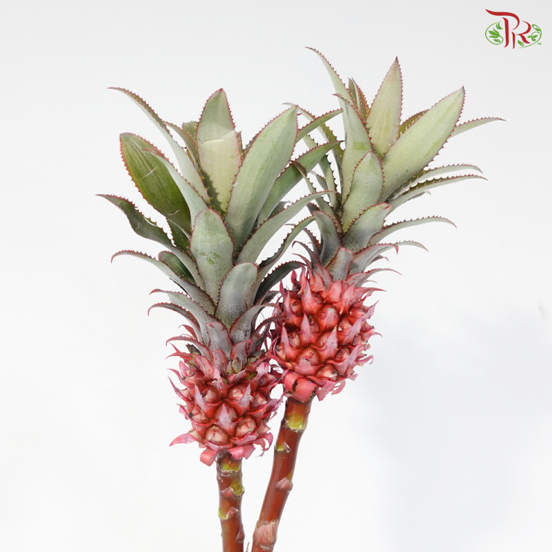 Anana Torch (2 Stems)