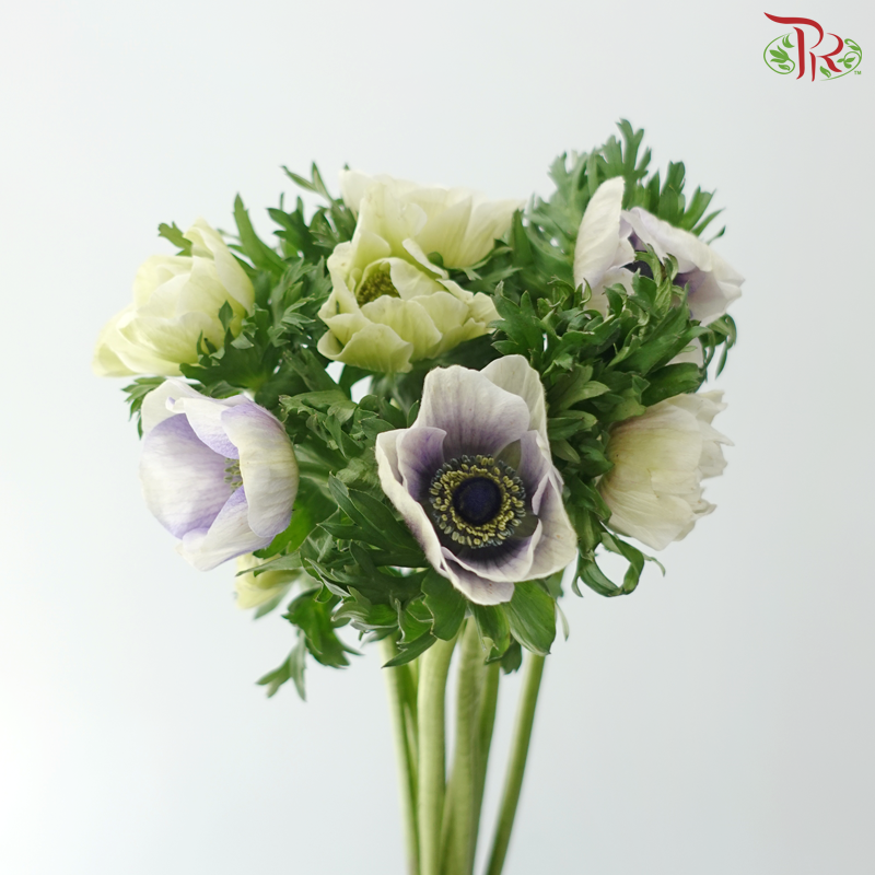 Anemone Hupehensis - Bicolour Purple & White (Per Bunch) **Fragile**