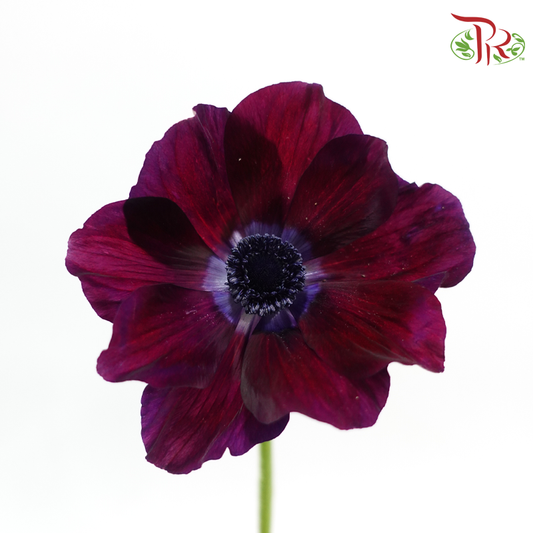 Anemone (40-50cm) - Mulberry (5 Stems) ***FRAGILE