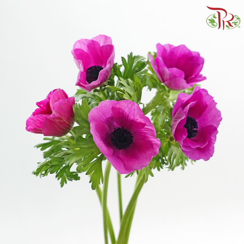 Anemone (40-50cm) - Magenta (5 Stems) ***FRAGILE