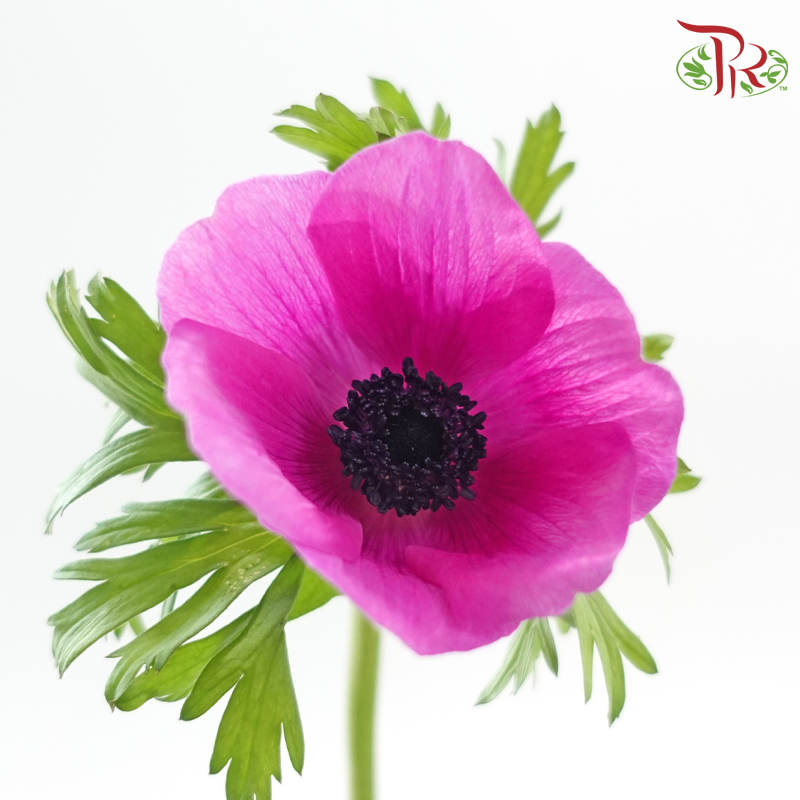 Anemone (40-50cm) - Magenta (5 Stems) ***FRAGILE