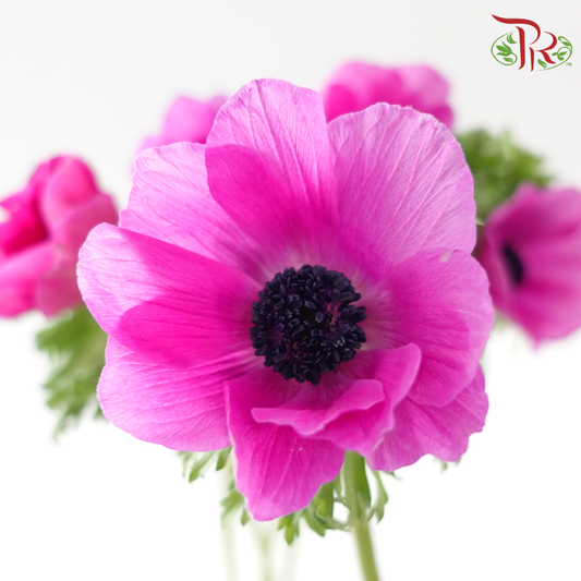 Anemone (40-50cm) - Magenta (5 Stems) ***FRAGILE