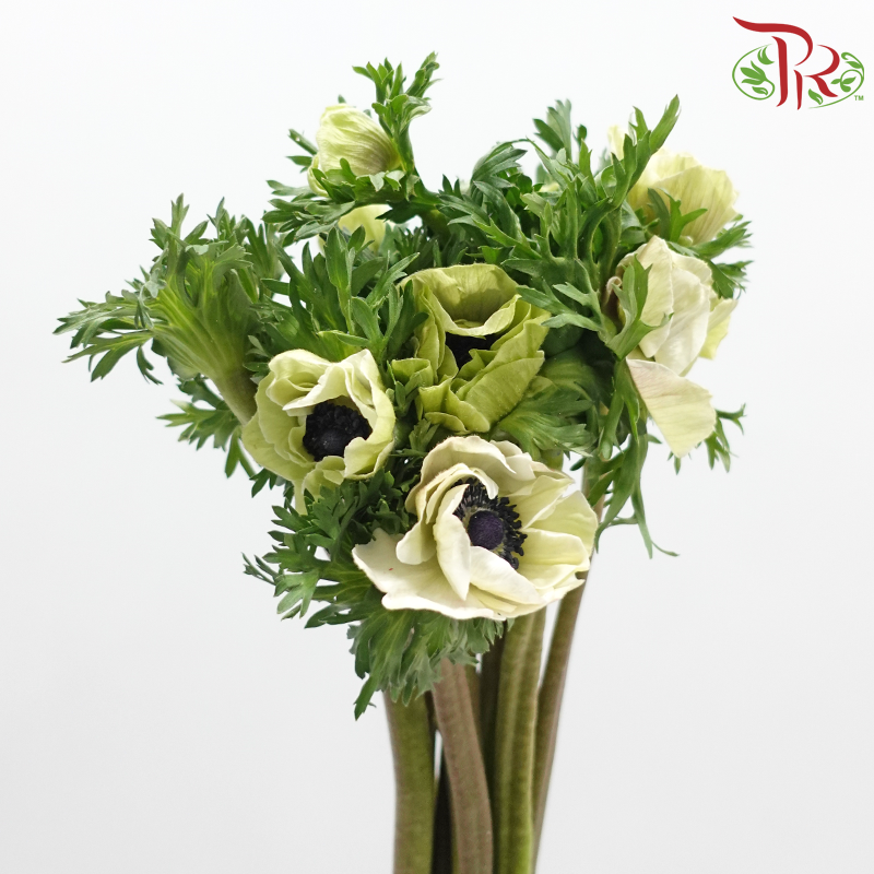 Anemone Hupehensis - Tea Mint (Per Bunch) ***FRAGILE
