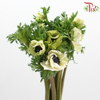 Anemone Hupehensis - Tea Mint (Per Bunch) ***FRAGILE