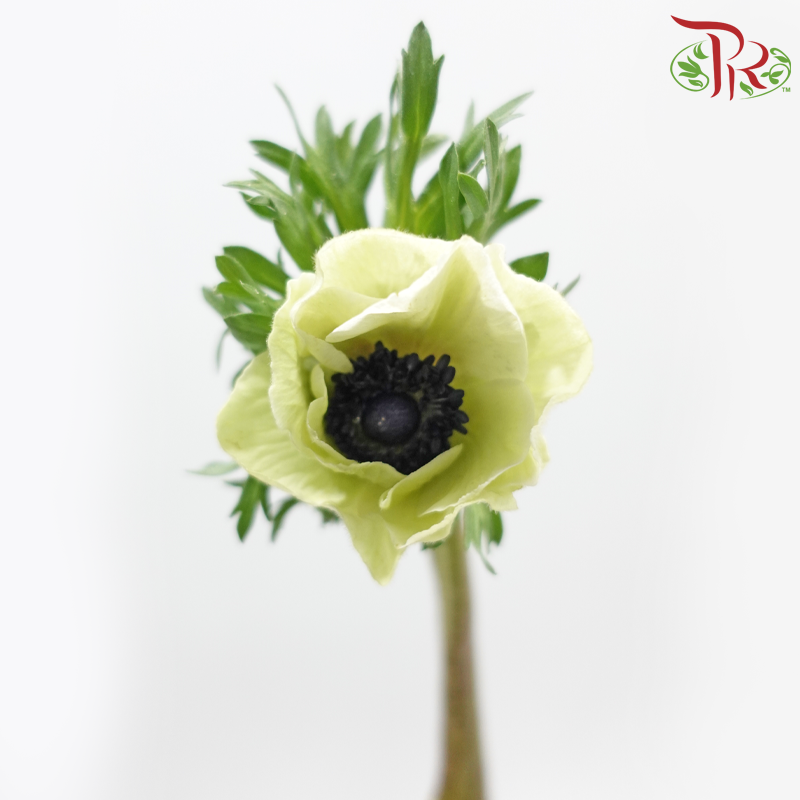 Anemone Hupehensis - Tea Mint (Per Bunch) ***FRAGILE