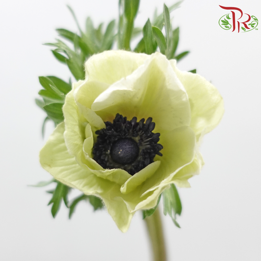 Anemone Hupehensis - Tea Mint (Per Bunch) ***FRAGILE