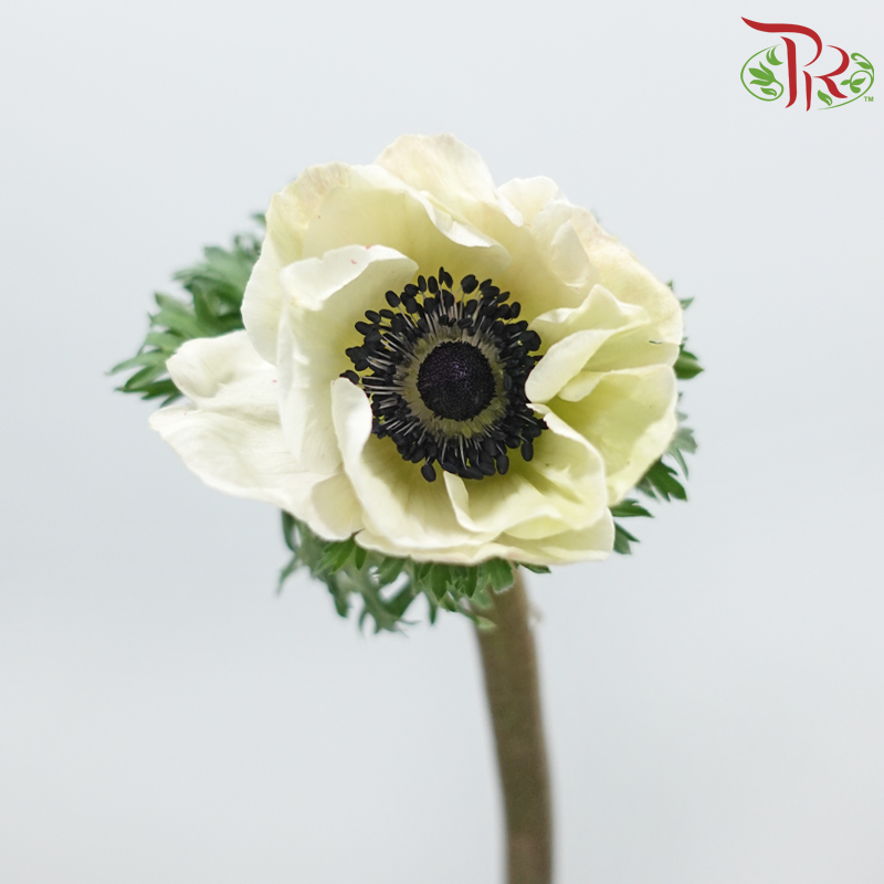 Anemone Hupehensis - Tea Mint (Per Bunch) ***FRAGILE