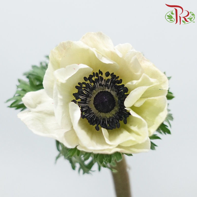 Anemone Hupehensis - Tea Mint (Per Bunch) ***FRAGILE