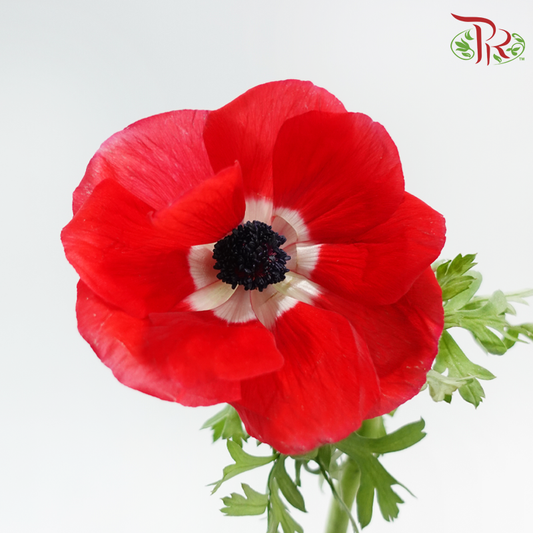 Anemone (40-50cm) - Red (5 Stems) ***FRAGILE