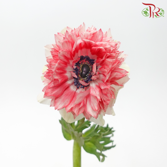 Anemone Full Star - White With Tone Red (5 Stems)