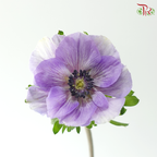 Anemone Hupehensis - Shade of Purple (Per Bunch) **Fragile**