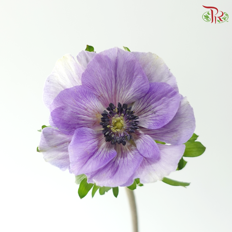 Anemone Hupehensis - Shade of Purple (Per Bunch) **Fragile**