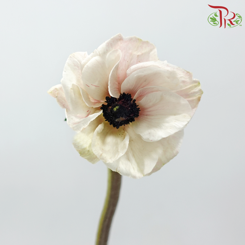 Anemone Hupehensis - White With Minor Pink (Per Bunch) ***FRAGILE