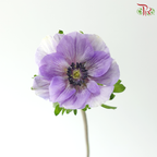 Anemone Hupehensis - Shade of Purple (Per Bunch) **Fragile**