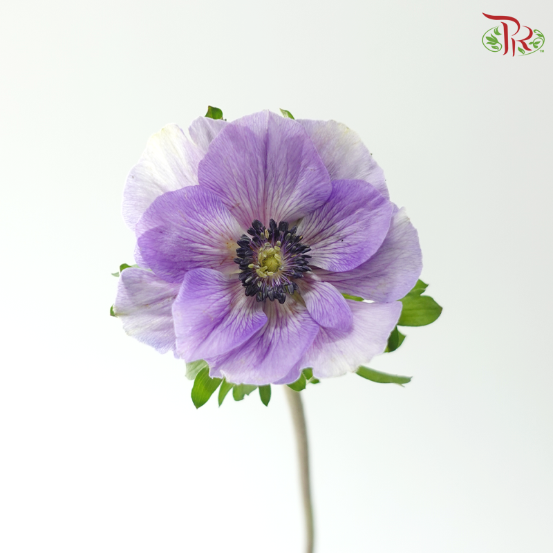 Anemone Hupehensis - Shade of Purple (Per Bunch) **Fragile**