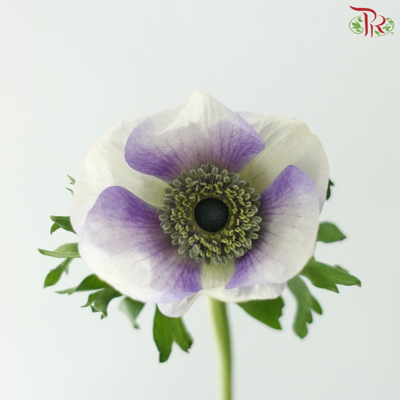 Anemone Hupehensis - Bicolour Purple & White (Per Bunch) **Fragile**