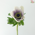 Anemone Hupehensis - Bicolour Purple & White (Per Bunch) **Fragile**