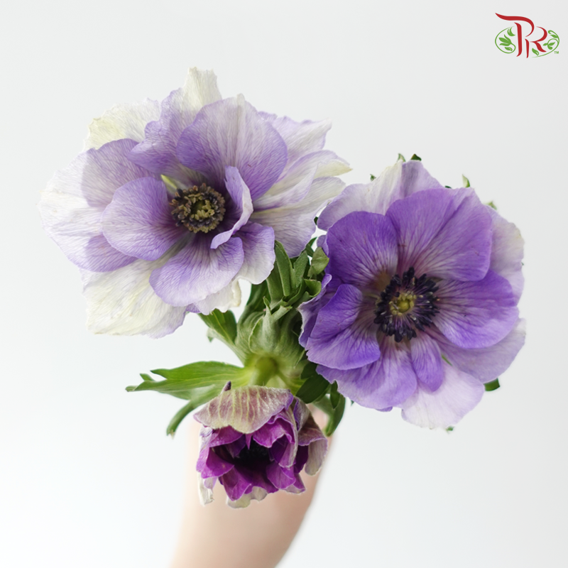 Anemone Hupehensis - Shade of Purple (Per Bunch) **Fragile**
