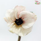 Anemone Hupehensis - White With Minor Pink (Per Bunch) ***FRAGILE