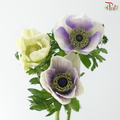 Anemone Hupehensis - Bicolour Purple & White (Per Bunch) **Fragile**