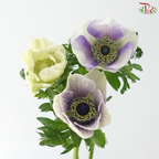 Anemone Hupehensis - Bicolour Purple & White (Per Bunch) **Fragile**