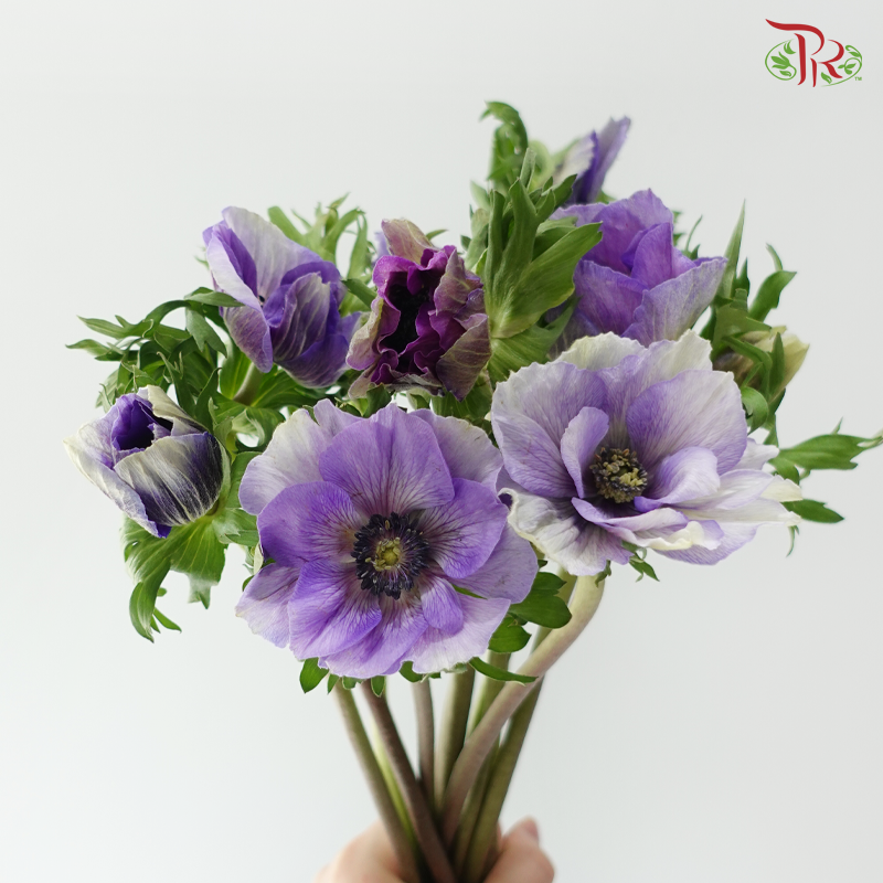 Anemone Hupehensis - Shade of Purple (Per Bunch) **Fragile**