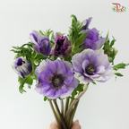Anemone Hupehensis - Shade of Purple (Per Bunch) **Fragile**