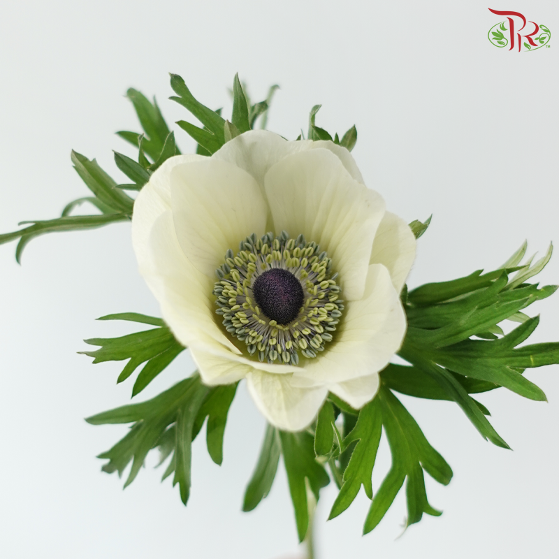 Anemone Hupehensis - Bicolour Purple & White (Per Bunch) **Fragile**