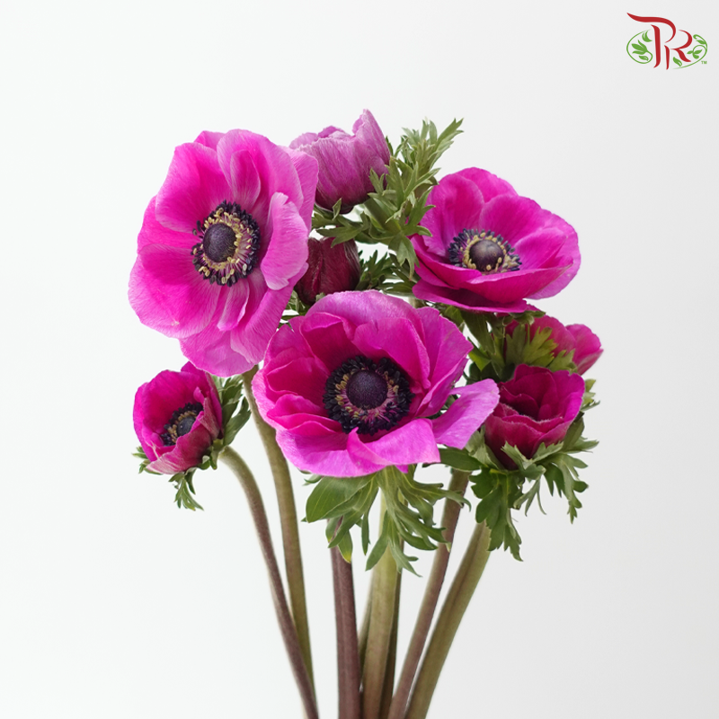 Anemone Hupehensis - Magenta (Per Bunch) **Fragile**