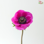 Anemone Hupehensis - Magenta (Per Bunch) **Fragile**