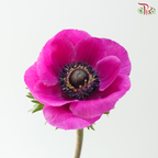 Anemone Hupehensis - Magenta (Per Bunch) **Fragile**