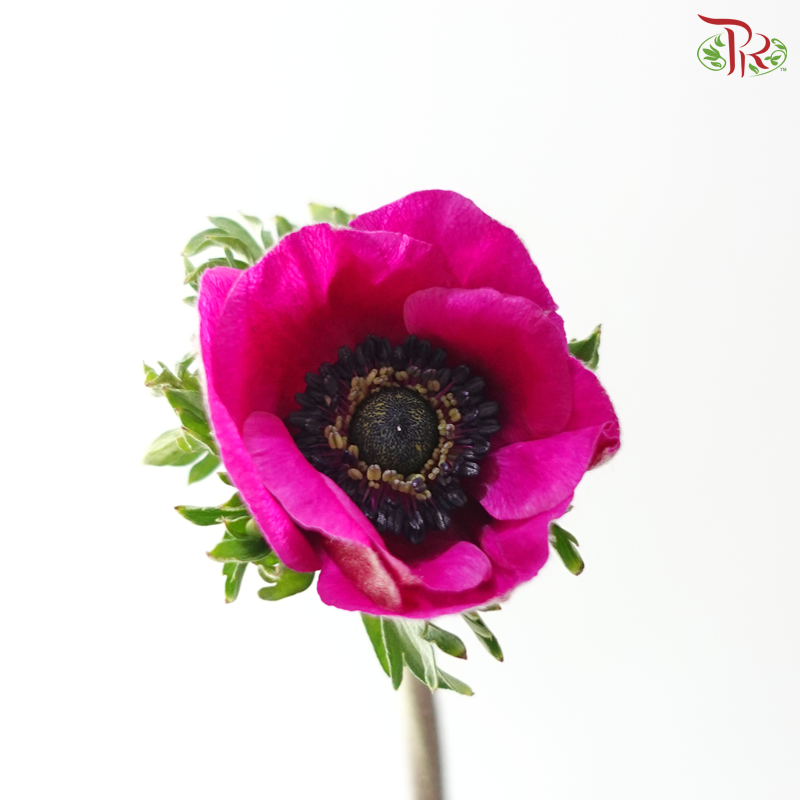 Anemone Hupehensis - Magenta (Per Bunch) **Fragile**