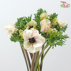 Anemone Hupehensis - White With Minor Pink (Per Bunch) ***FRAGILE