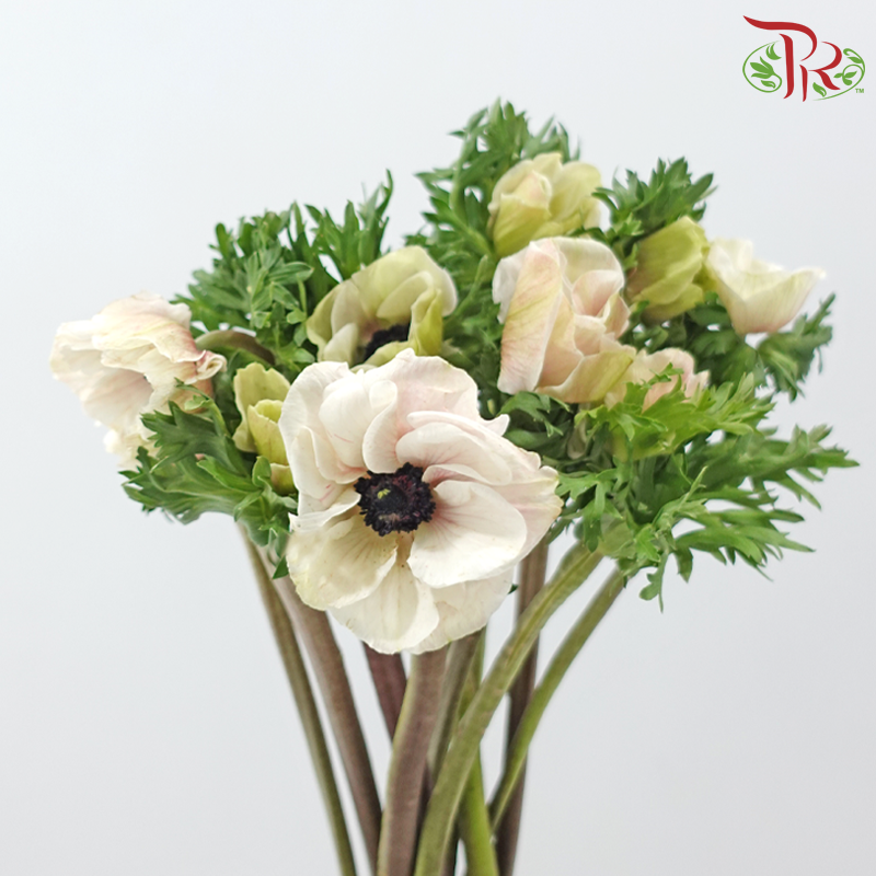 Anemone Hupehensis - White With Minor Pink (Per Bunch) ***FRAGILE