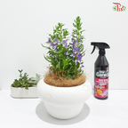 Angelonia P150《天使花》
