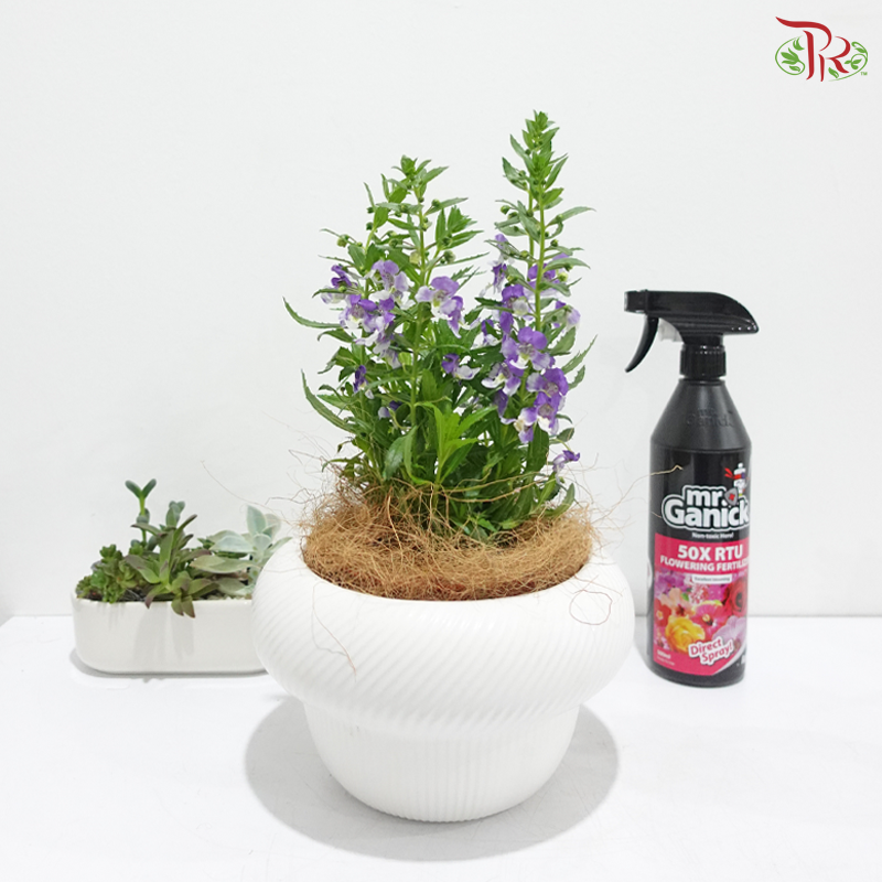 Angelonia P150《天使花》