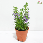 Angelonia P150《天使花》