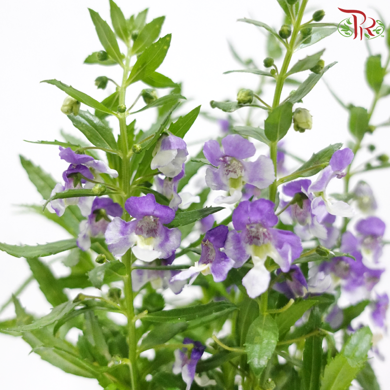 Angelonia P150《天使花》