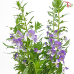Angelonia P150《天使花》