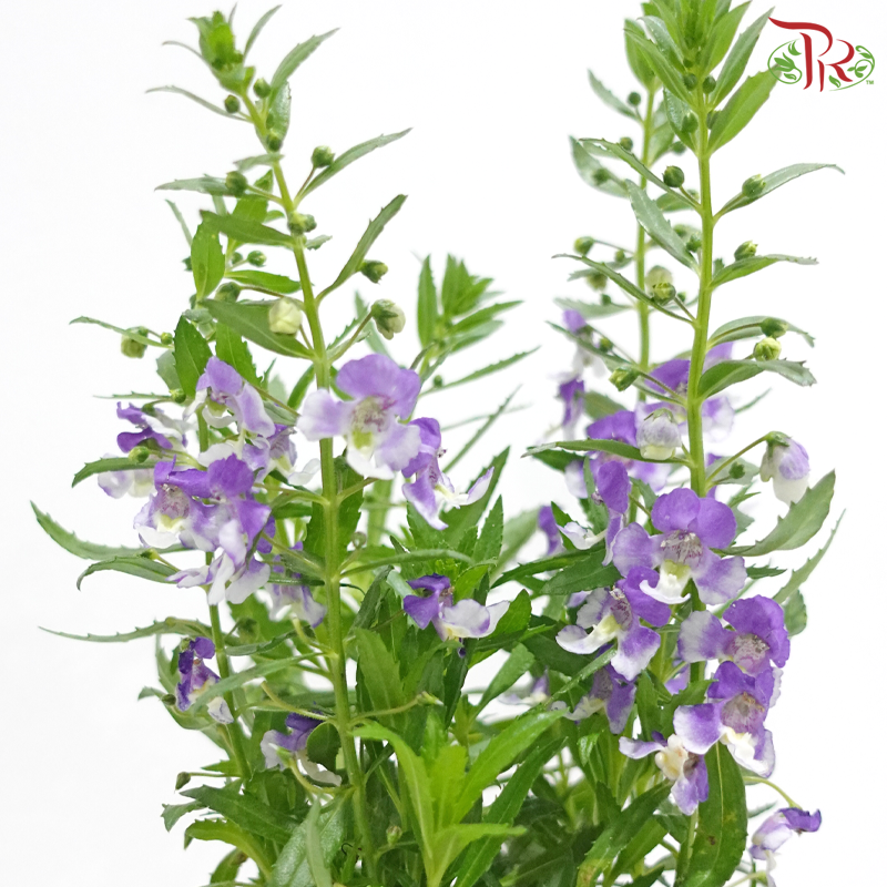 Angelonia P150《天使花》