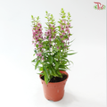 Angelonia P150《天使花》
