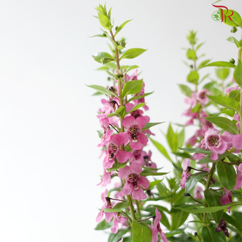Angelonia P150《天使花》
