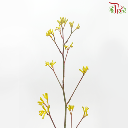 Kangaroo Paw - Yellow (Per Bunch) - Pudu Ria Florist