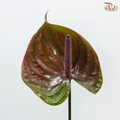 Anthurium - Bicolour Brown & Green (Per Stem)