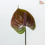 Anthurium - Bicolour Brown & Green (Per Stem)