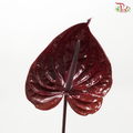 Anthurium - Dark Red (Per Stem)