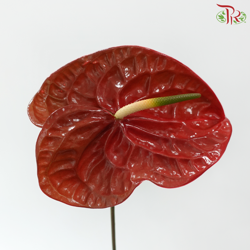 Anthurium Dark Red - XXL (Per Stem)