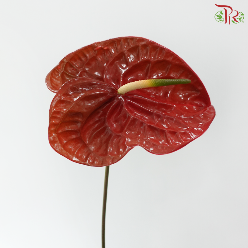 Anthurium Dark Red - XXL (Per Stem)
