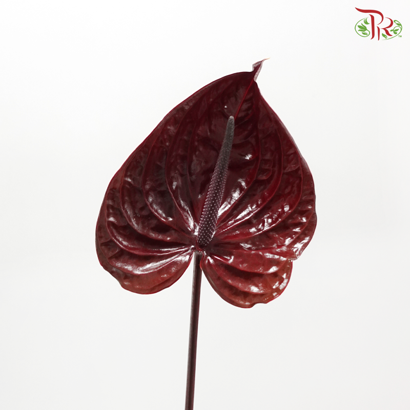 Anthurium - Dark Red (Per Stem)