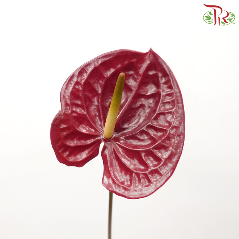 Anthurium Burgundy - M (Per Stem)